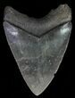 Fossil Megalodon Tooth - Serrated Blade #70766-1